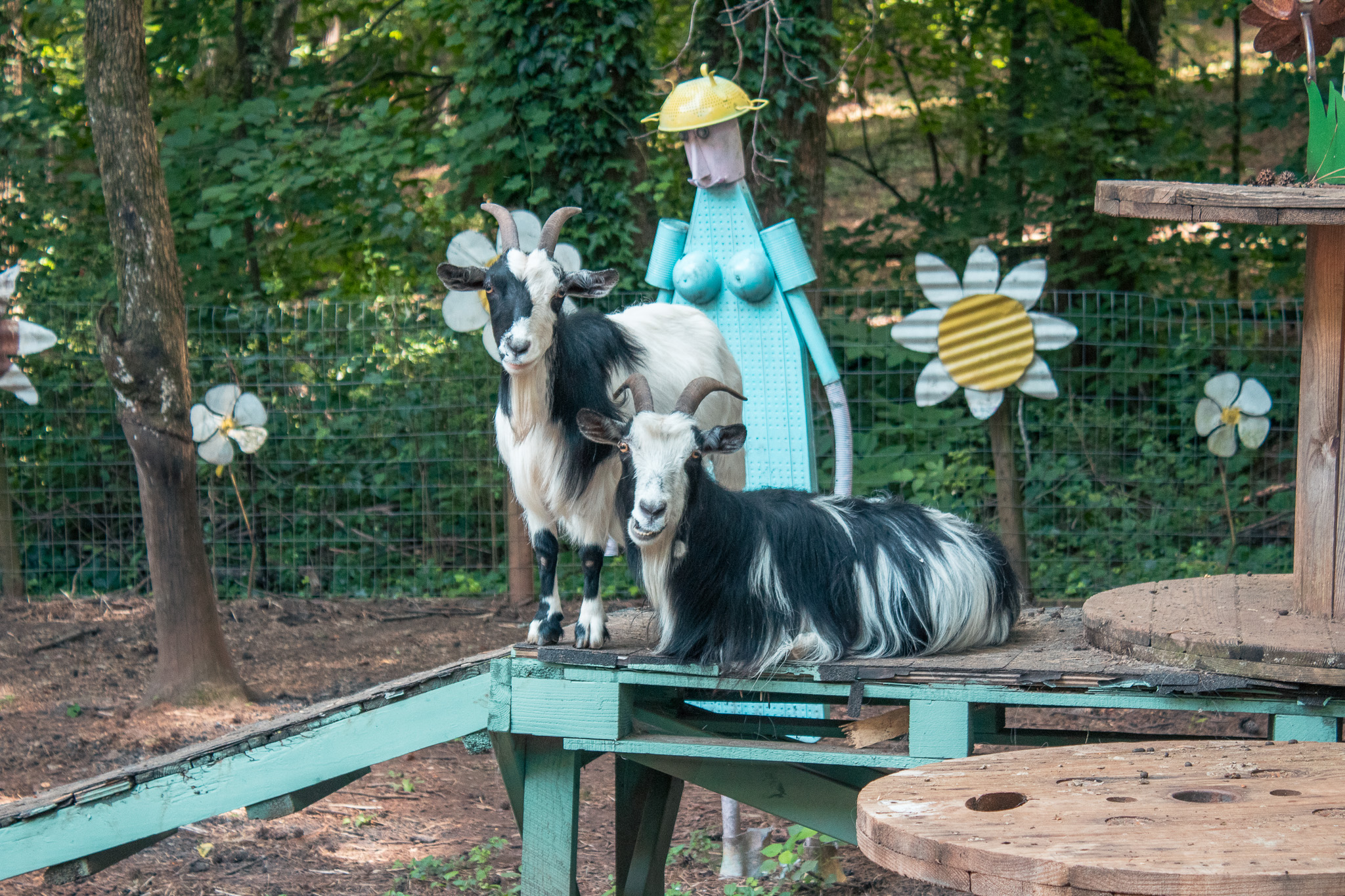 Two goats on a garden platform