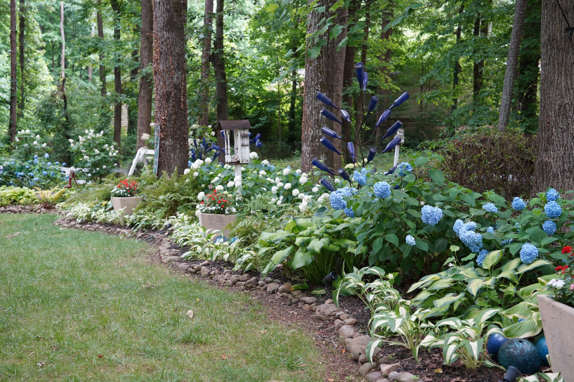 Blue bottle tree in garden