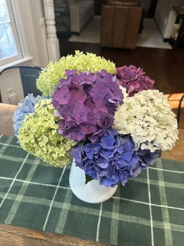 Fresh cut hydrangeas